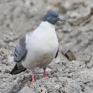 Snow Pigeon